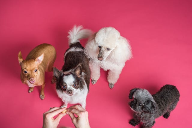 From Drop-Off to Checkout: Turning Pet Daycare Visits into Retail Opportunities Without Disrupting Care