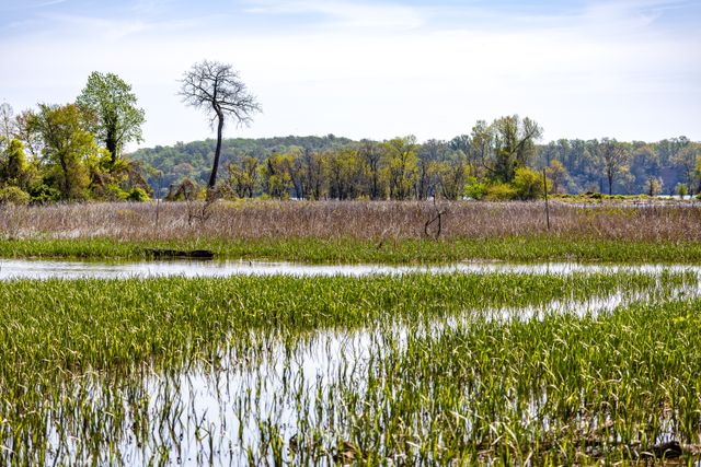 Bringing Wetlands Home: The Growing Retail Interest in Native Plants
